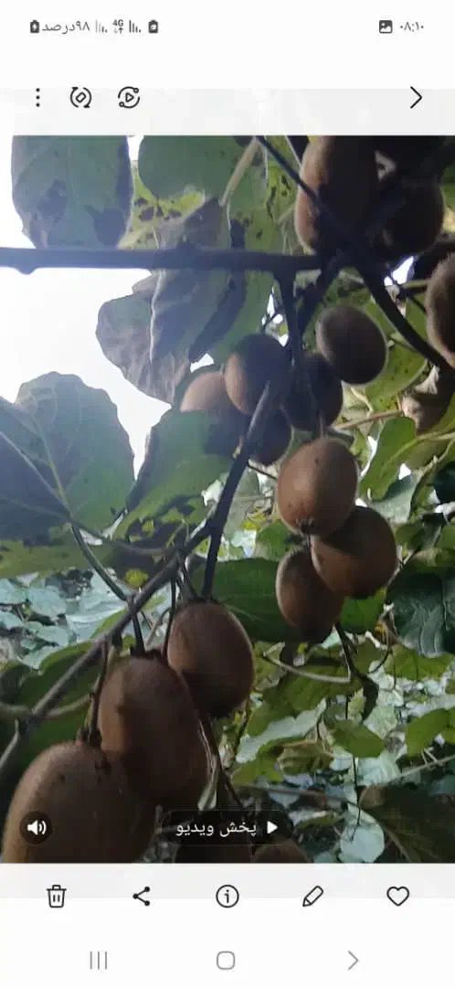 کیوی درجه یک سر درختی|عمدهفروشی|رشت, نامجو|دیوار