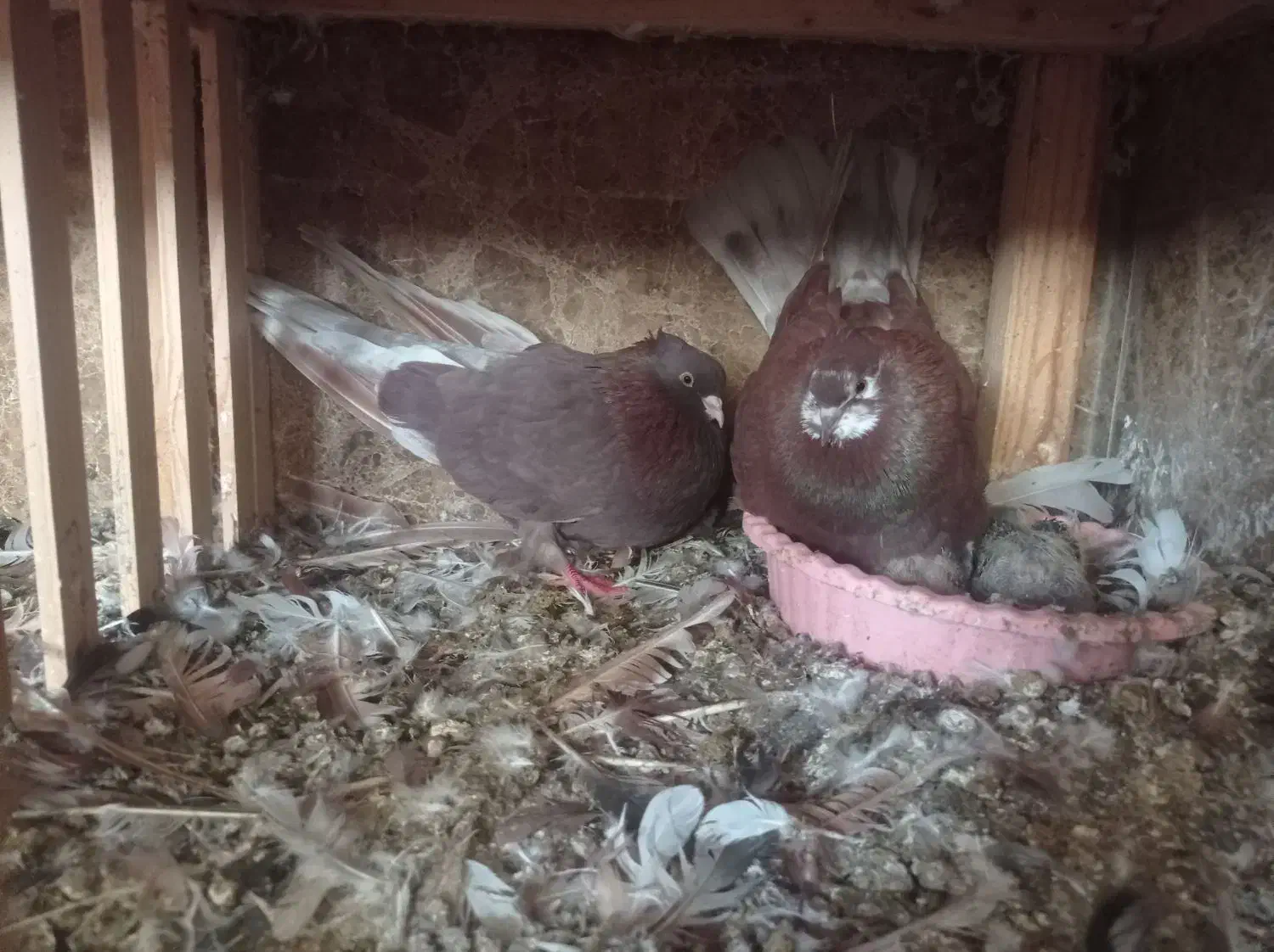 سرخ کاکل|پرنده|قائمشهر, |دیوار