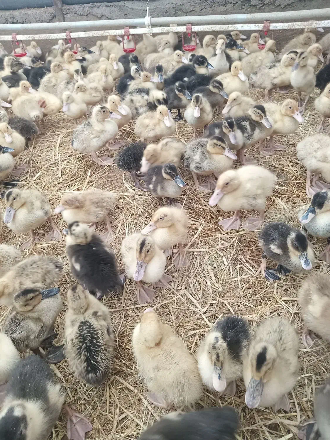 ۱۵۰۰ عدد جوجه اردک پکنی درجه ۱|حیوانات مزرعه|تولم شهر, |دیوار