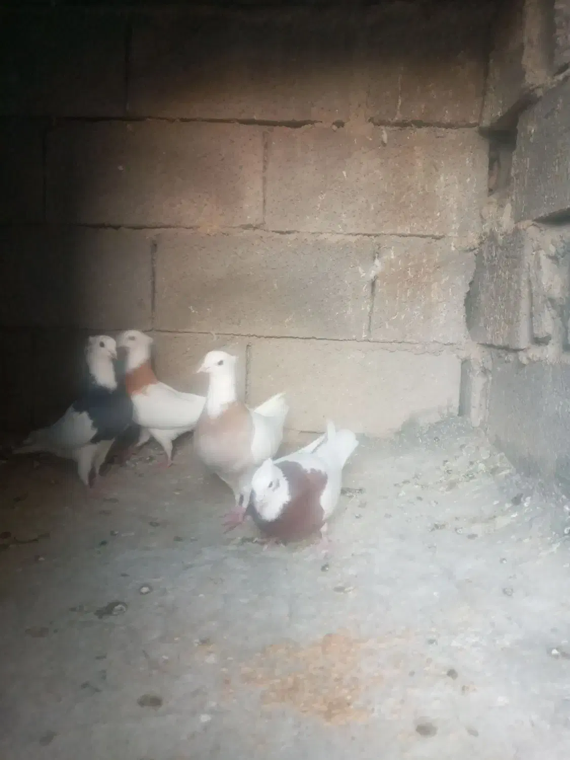 کبوتر طوقی|پرنده|صحنه, |دیوار