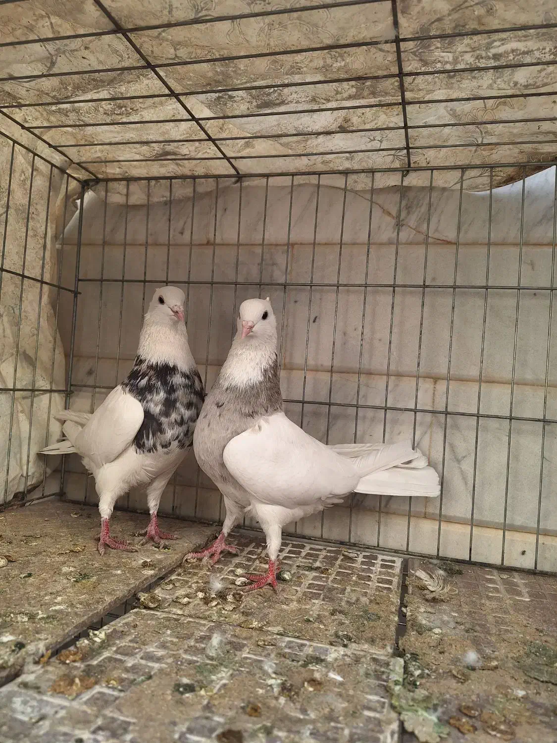 طوقی و رنگی|پرنده|اصفهان, بوستان ناژوان|دیوار