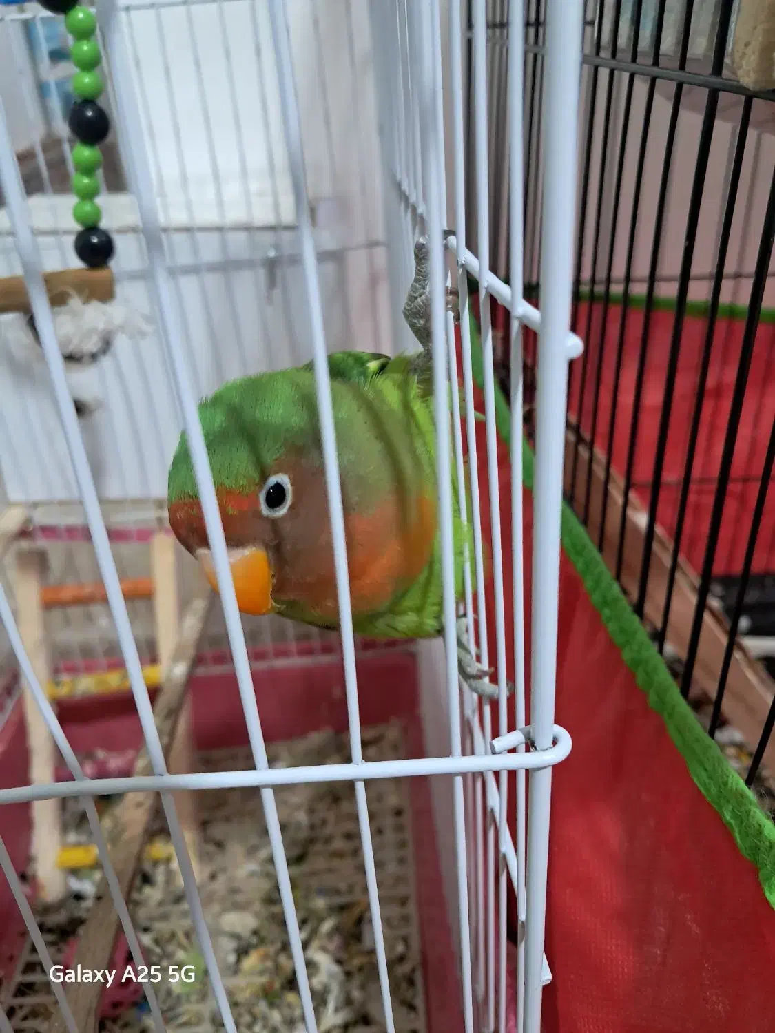 گوتول|پرنده|بم, |دیوار