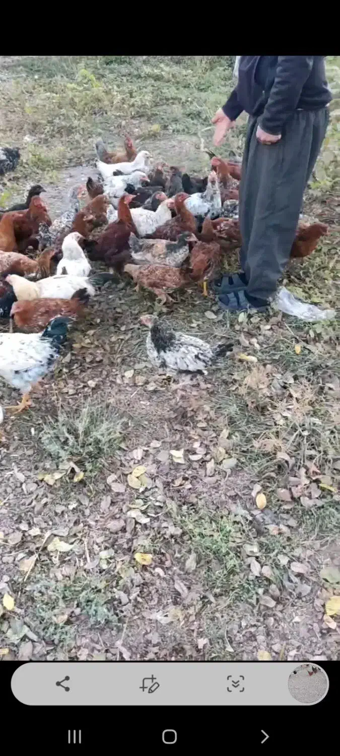 مرغ و خروس|حیوانات مزرعه|اقبالیه, |دیوار