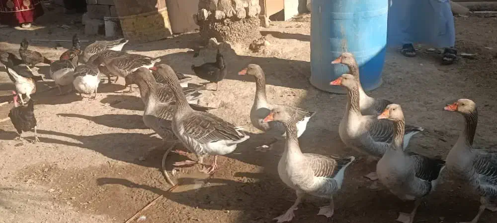 غاز|حیوانات مزرعه|شادگان, |دیوار