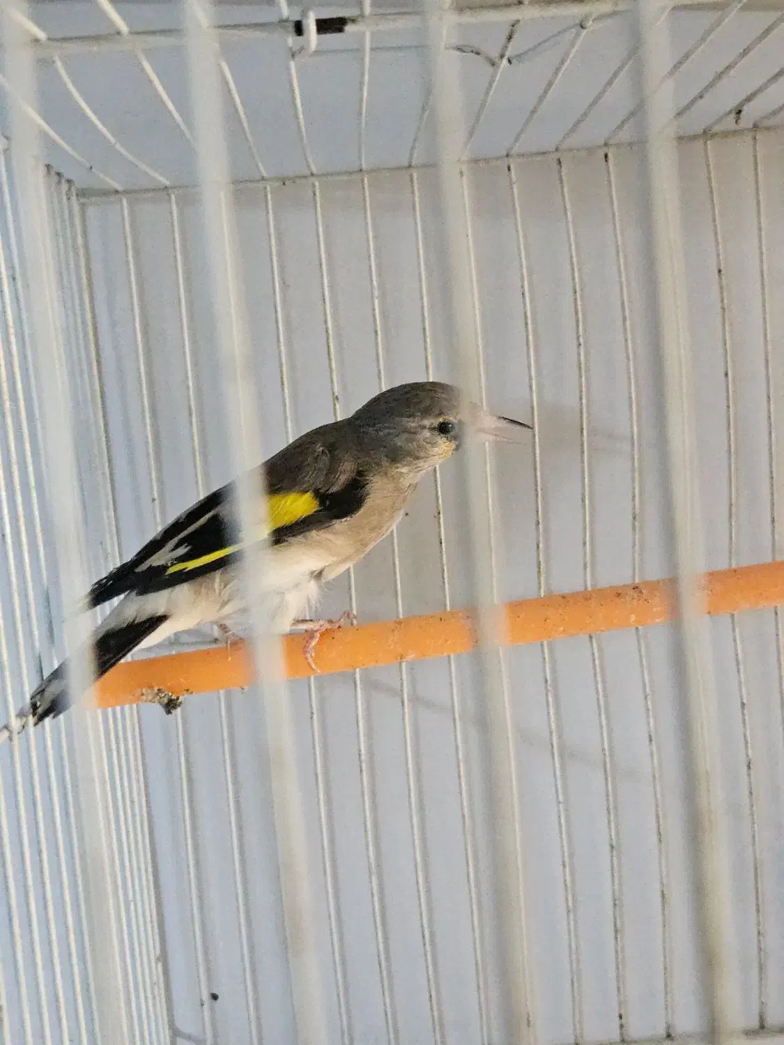 سهره گلبسر|پرنده|مشهد, شهرک شهید باهنر|دیوار