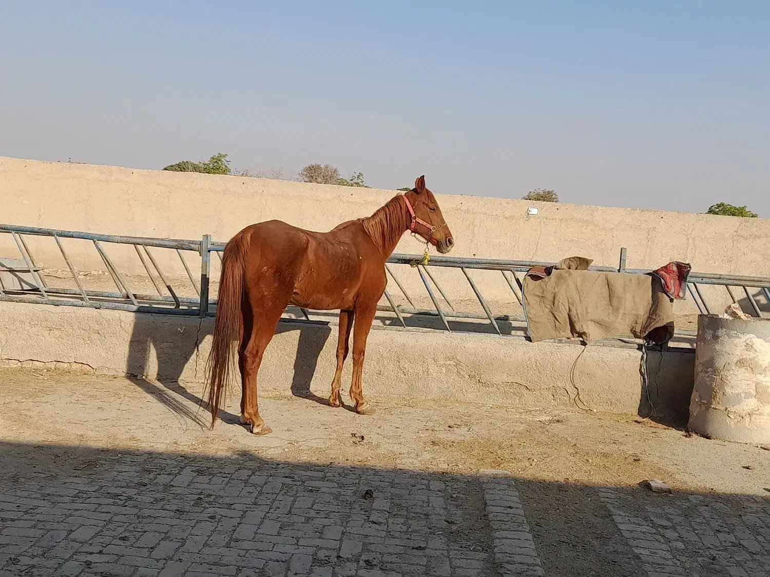 مادیون عرب یسر مدارک دار تعزیه رو|اسب و تجهیزات اسب‌سواری|پیشوا, |دیوار