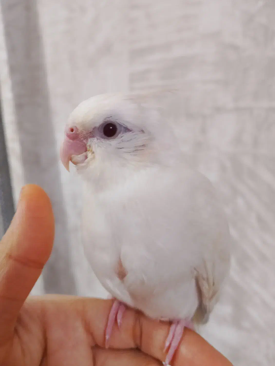 جوجه آلبینو|پرنده|خمین, |دیوار