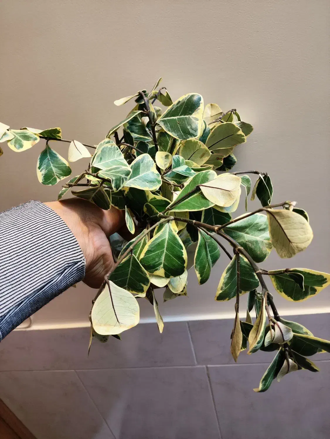 عضو شو بازدید کن هدیه ببر|گل و گیاه طبیعی|اصفهان, شاه پسند|دیوار