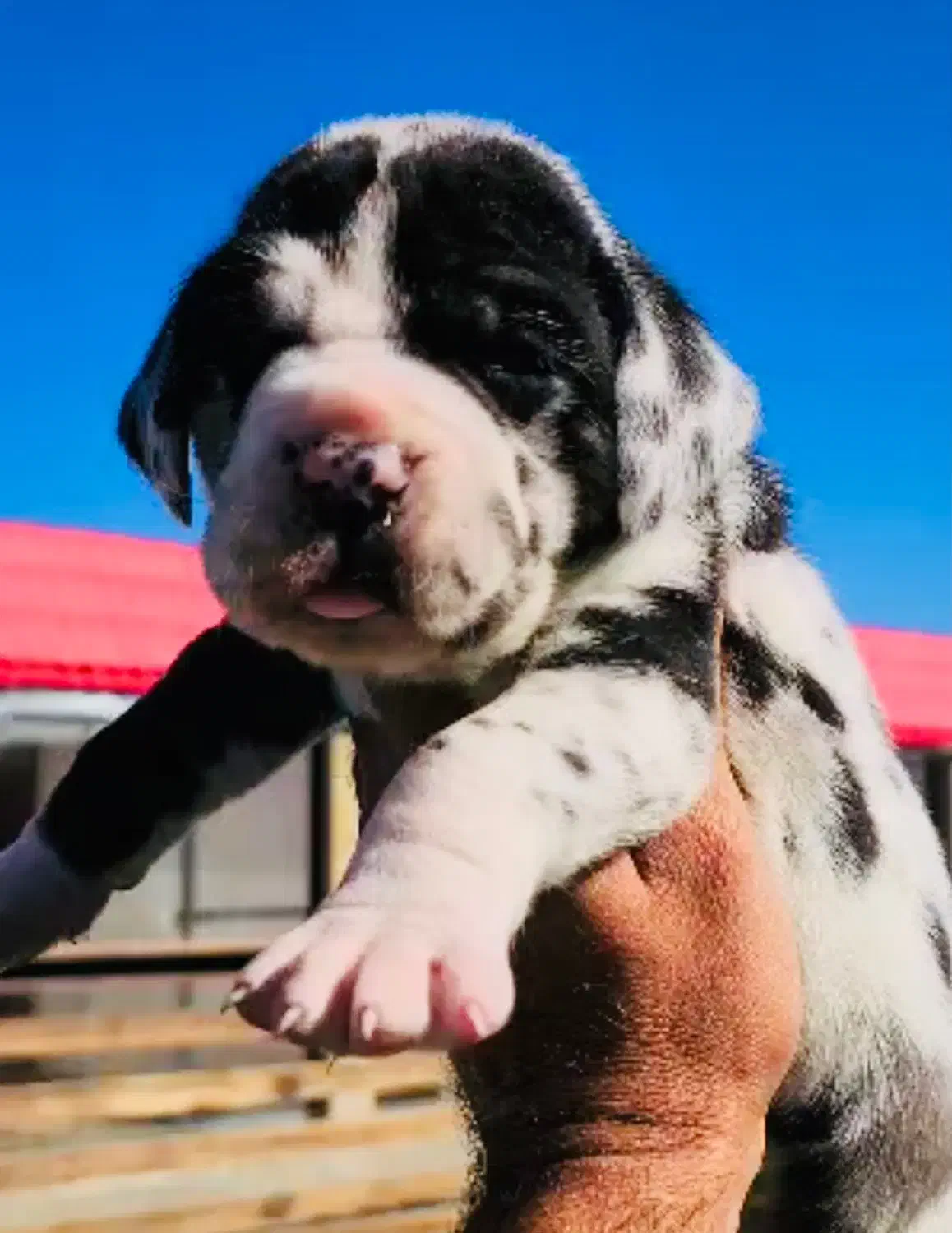 گریت دین /ژرمن و کنکورسو|سگ|تهران, شهرک آزمایش|دیوار