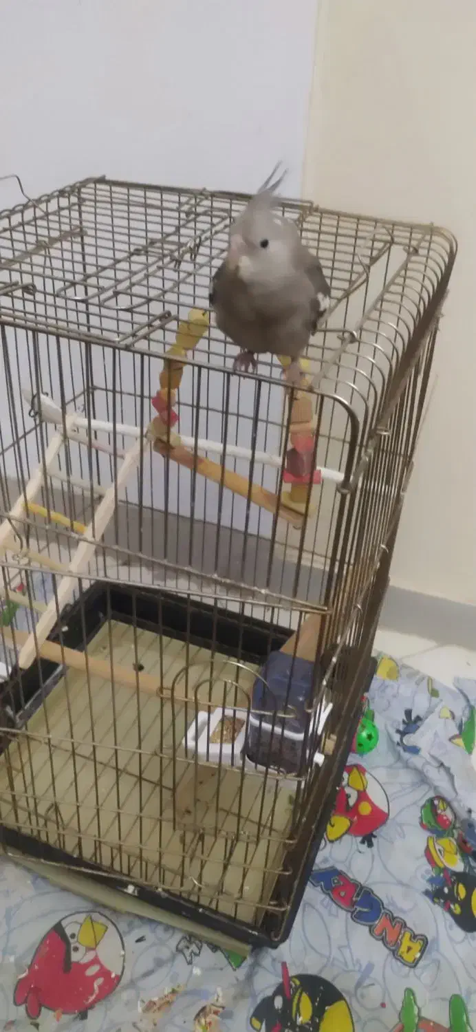 عروس هلندی سه ماهه دونه خور سالم وبازیگوش|پرنده|محمدشهر, شهرک پیام (مهرالبرز)|دیوار