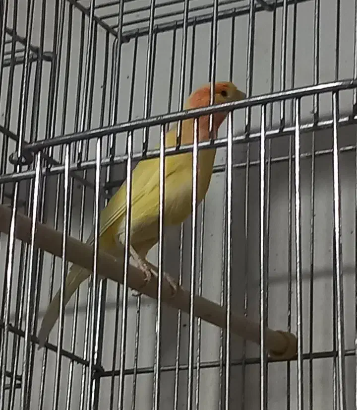 قناری ماده سرخ|پرنده|رشت, خواهر امام|دیوار