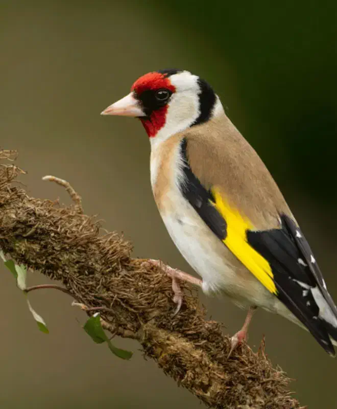 سهره مست|پرنده|بانه, |دیوار