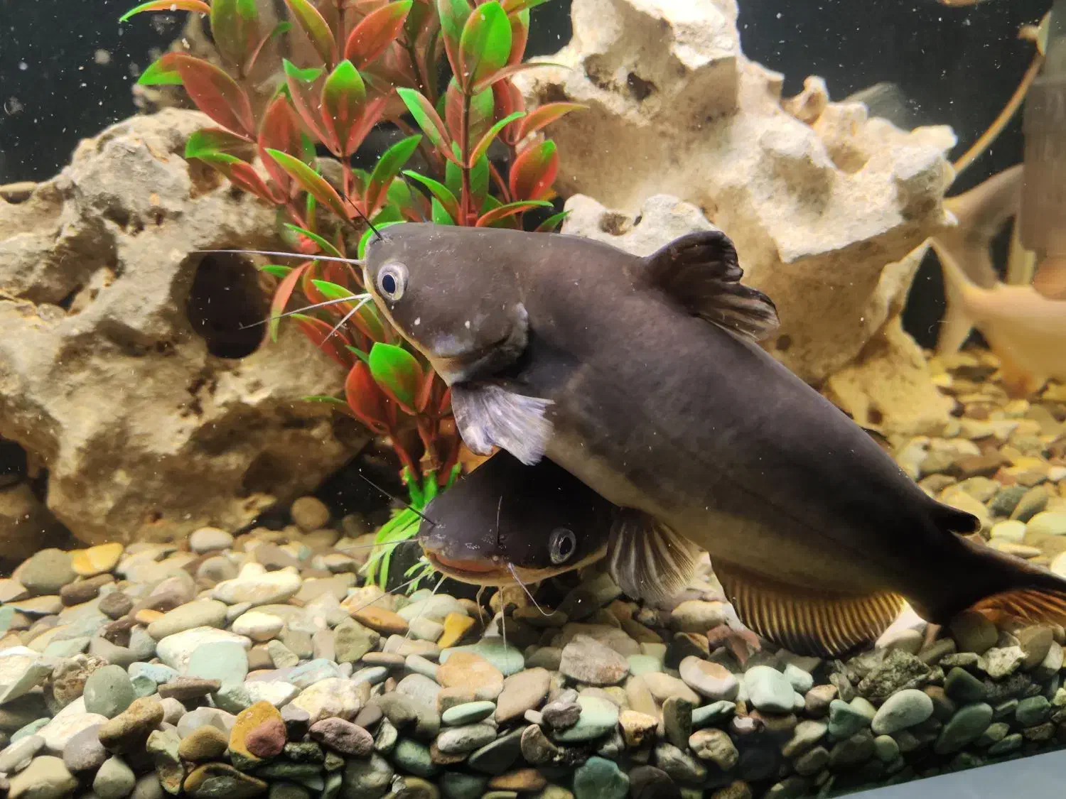 فروش آکواریوم ایتالیایی+تمام تجهیزات+ماهی های برند|ماهی|اردبیل, |دیوار