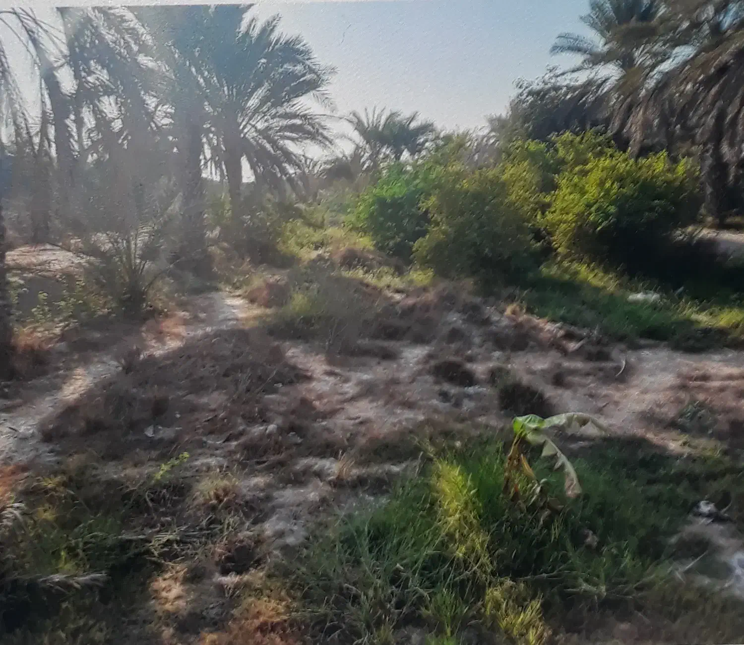 فروش زمین|فروش زمین و ملک کلنگی|بند زرک, |دیوار