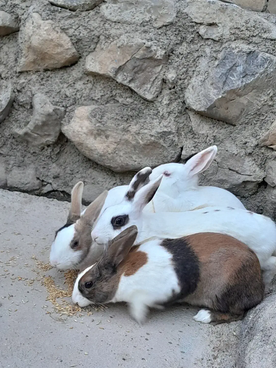 خرگوش فروشی|موش و خرگوش|نورآباد, |دیوار