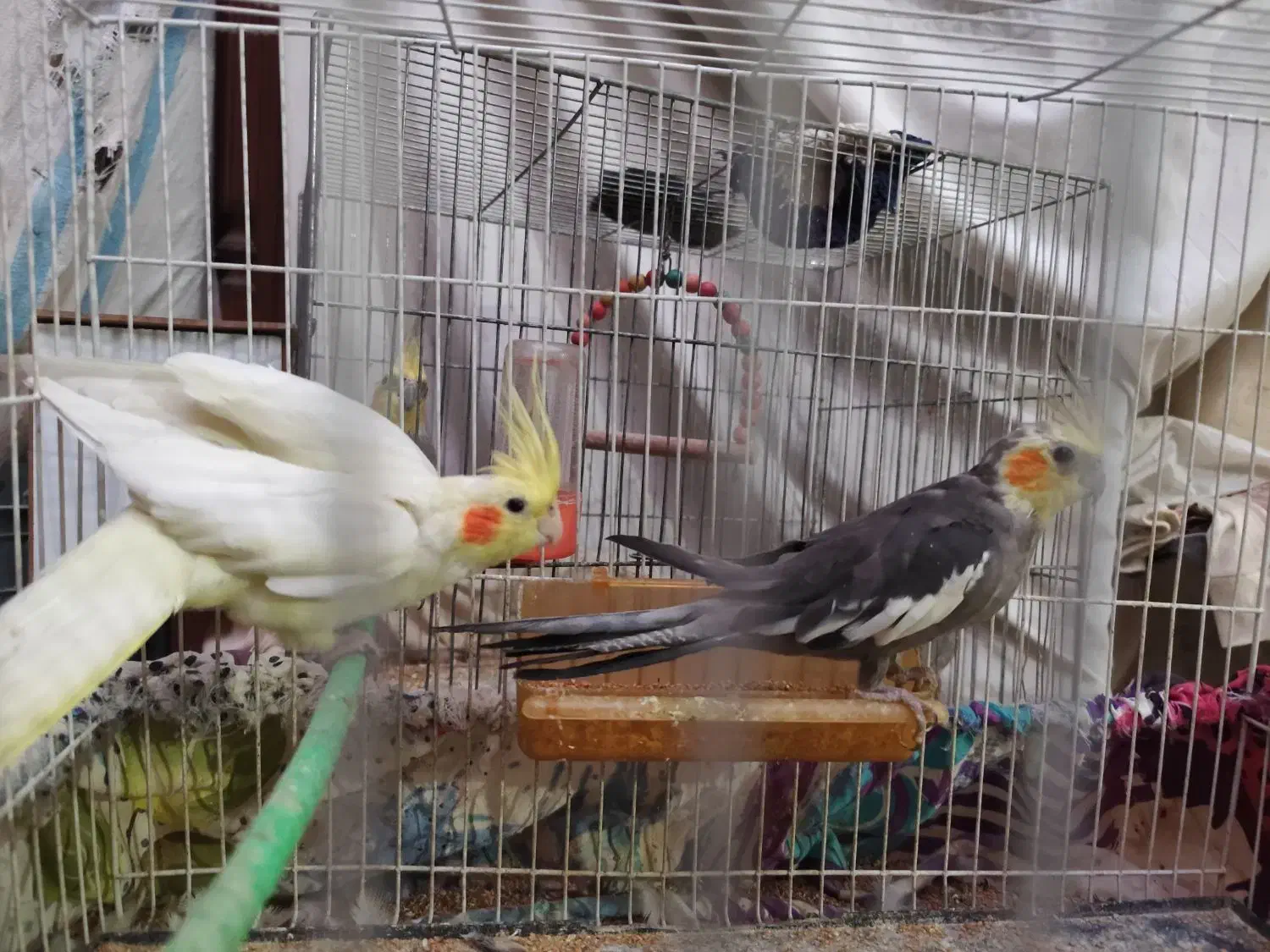 عروس هلندی|پرنده|مشهد, شهید قربانی|دیوار