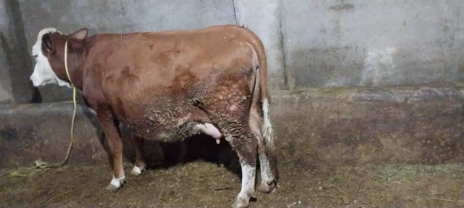 گاوشیری|قایق و سایر وسایل نقلیه|نظر کهریزی, |دیوار