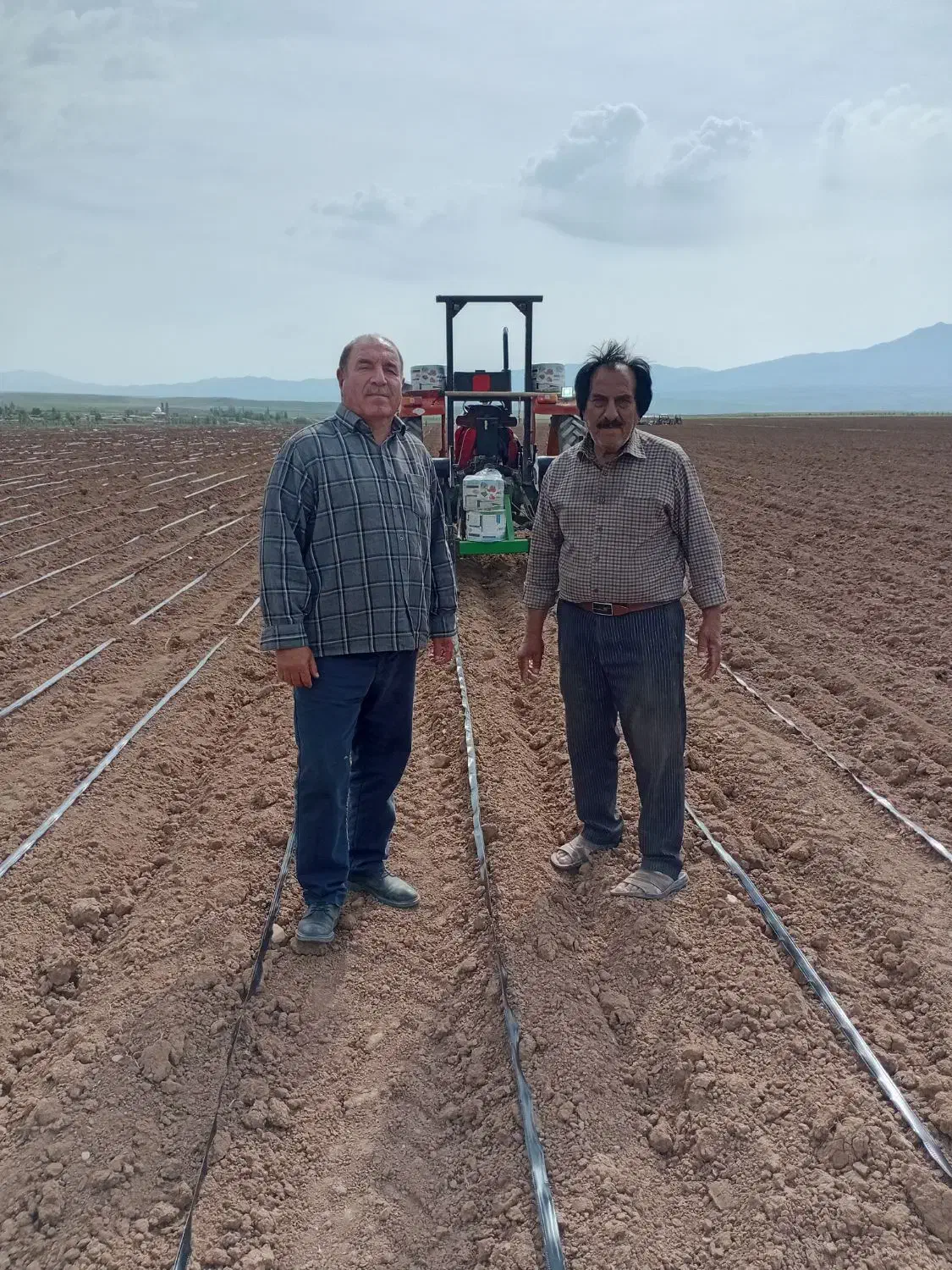 بذر گندم اصلاح شده پیشگام|خدمات باغبانی و درختکاری|ایواوغلی, |دیوار