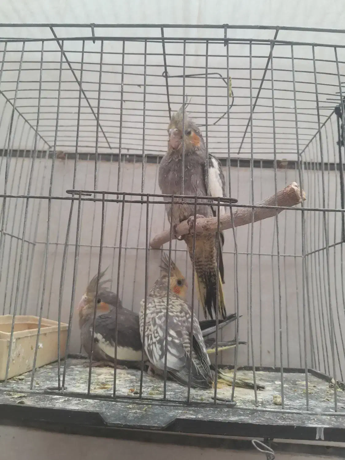 عروس هلندی|پرنده|قزوین, |دیوار