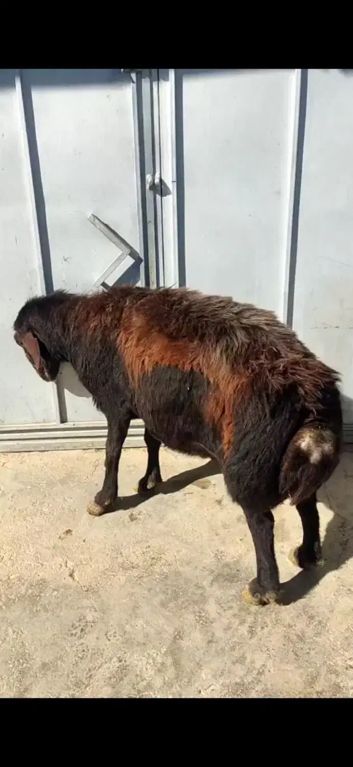 فروش قوچ|حیوانات مزرعه|چاراویماق, |دیوار