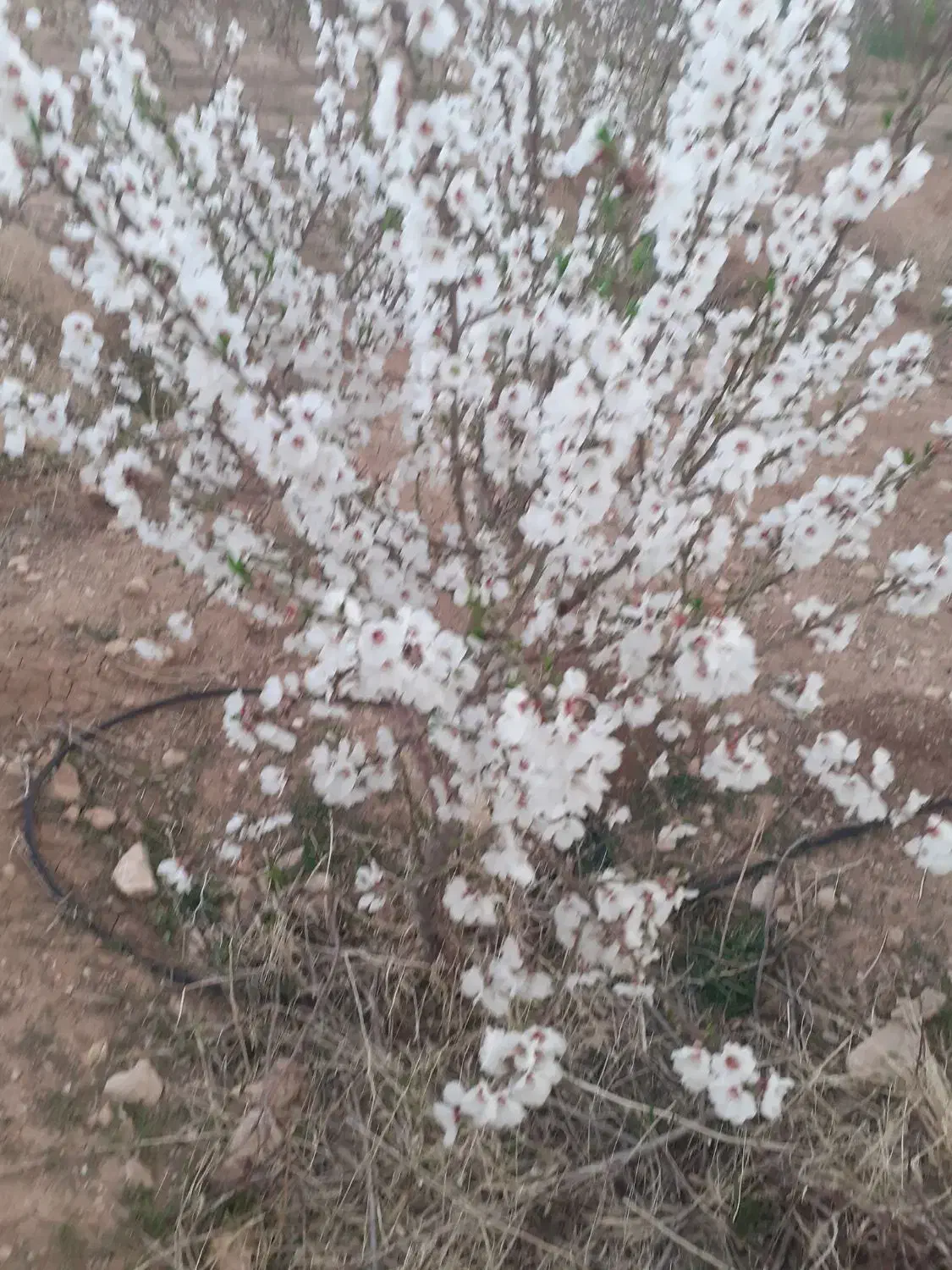 فروش زمین کشاورزی به همراه آب وبرق|فروش زمین و ملک کلنگی|شیدا, |دیوار