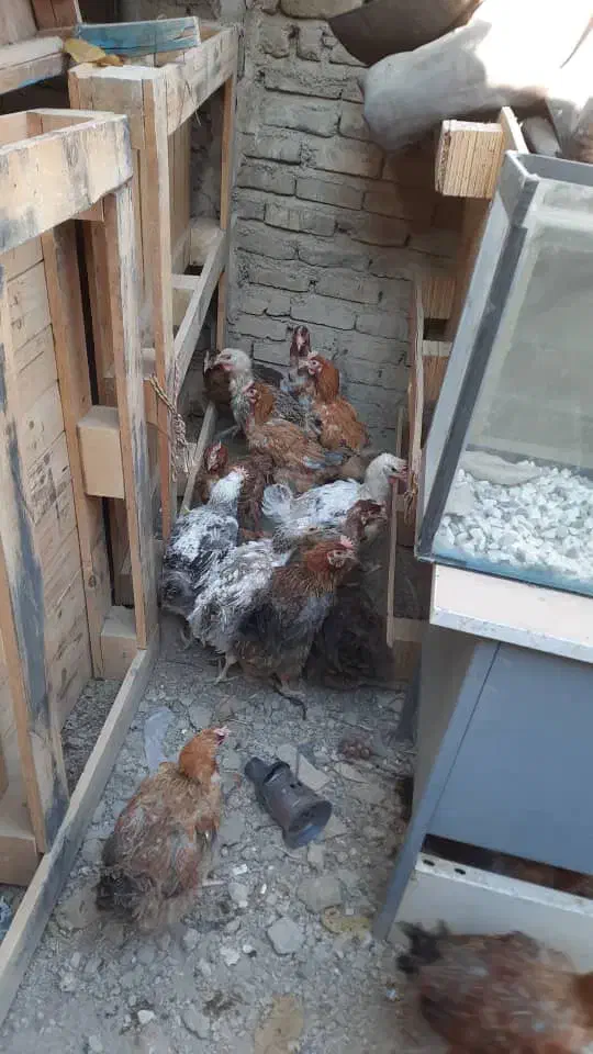 مرغ تخمگذاری|حیوانات مزرعه|هشتگرد, شهرک بار و بن|دیوار