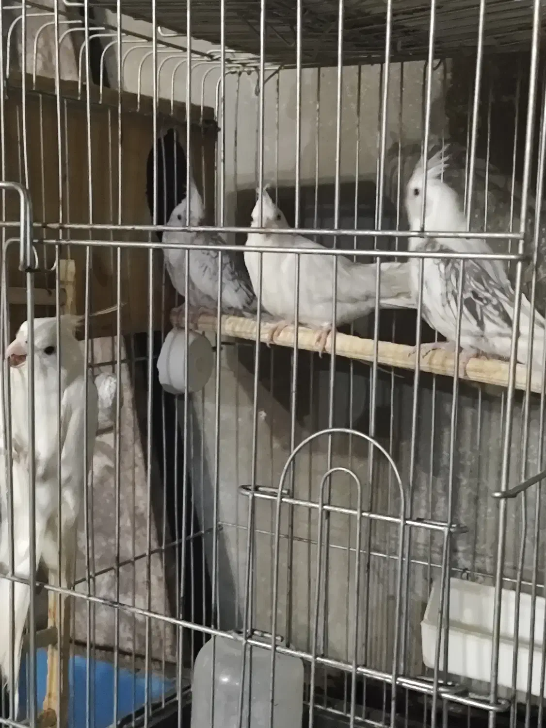 عروس هلندی آلبینو سفید ایزابلا و سفید خال خالی|پرنده|آبدانان, |دیوار