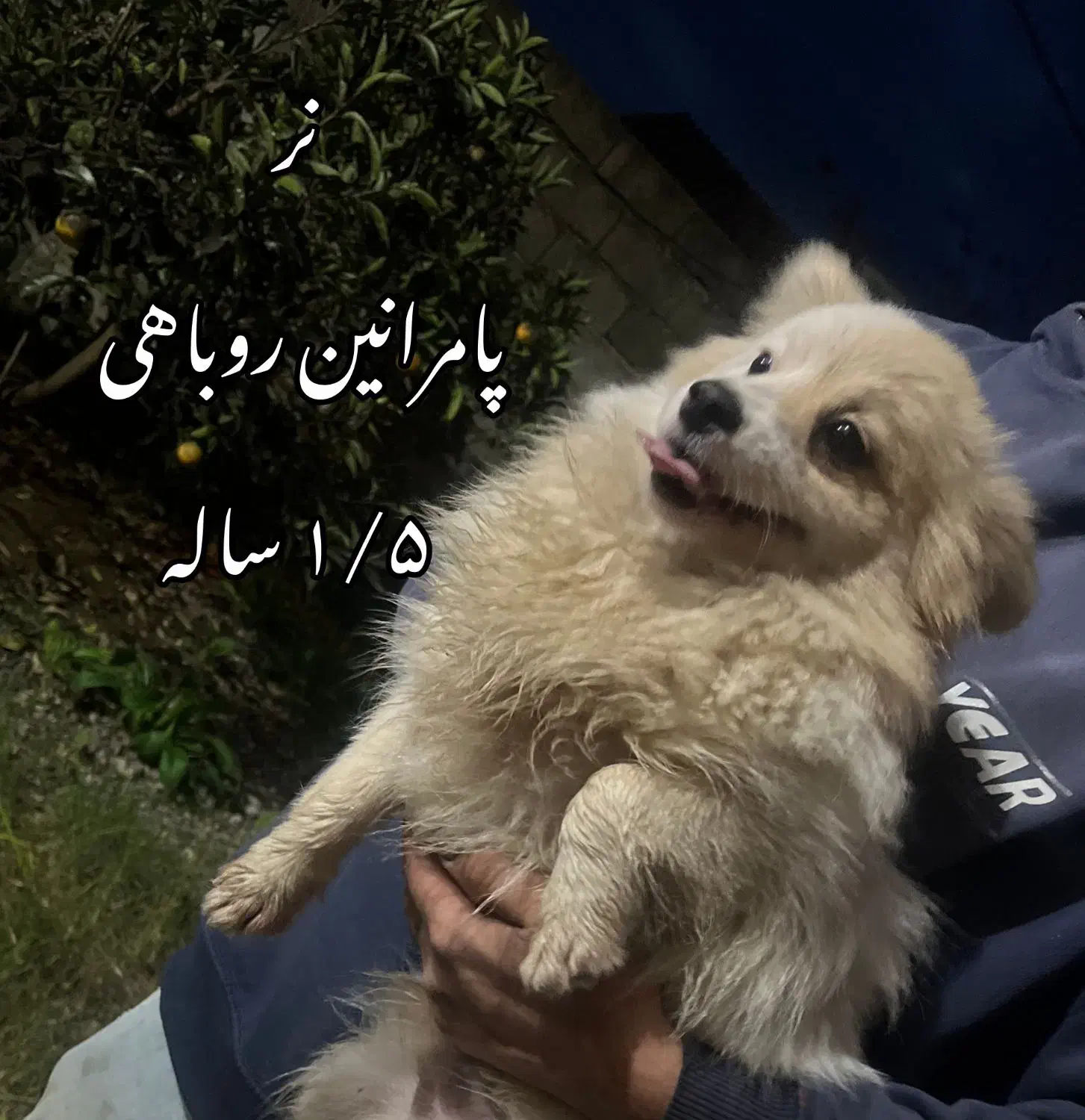 پامر روباهی/ معاوضه میکنم|سگ|تالش, هشتپر|دیوار