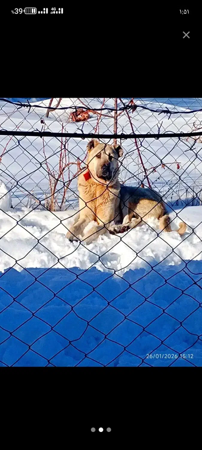 توله سرابی 11 ماه|سگ|مریوان, |دیوار