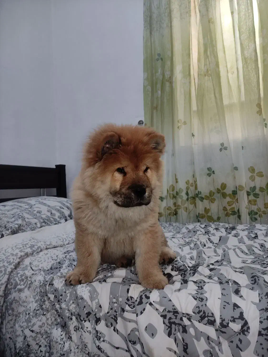 توله سه ماهه چاو چاو اصیل وارداتی|سگ|تهران, خرمشهر|دیوار