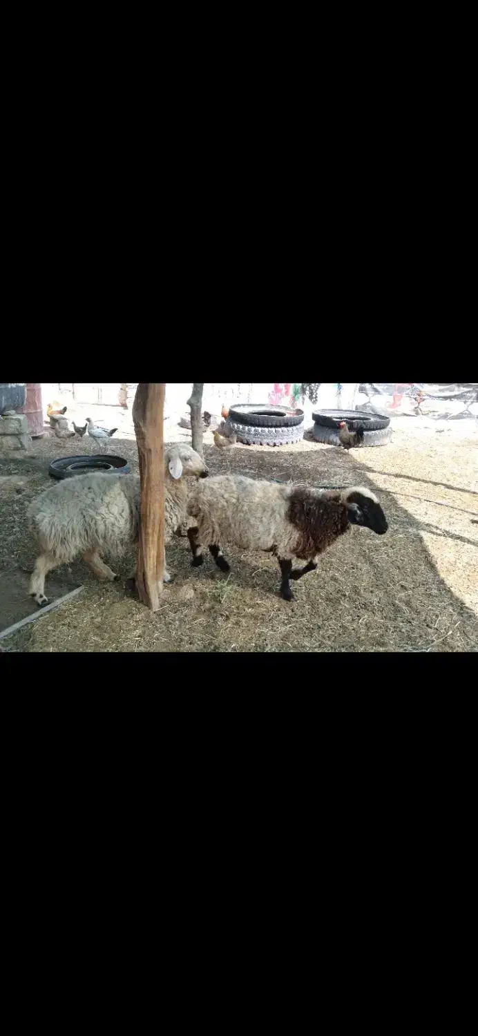 دو راس بره ماده سه قلوزا ابستن بشرط تضمینی|حیوانات مزرعه|داراب, |دیوار