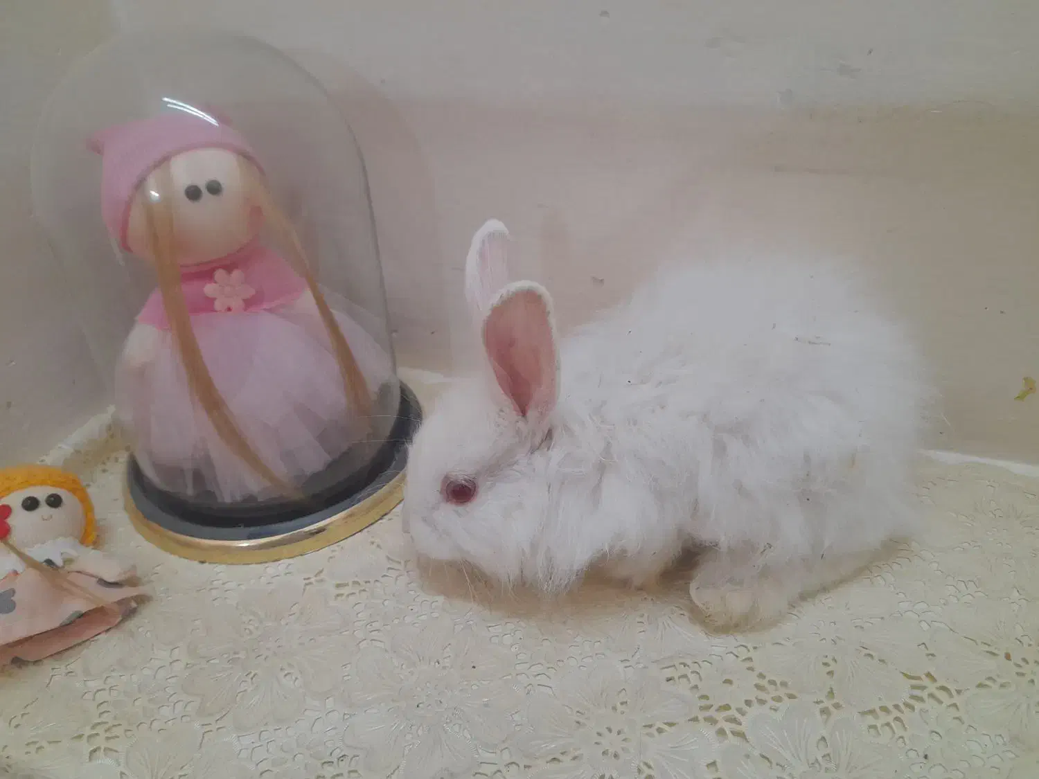 بچه خرگوش|موش و خرگوش|نجفآباد, قلعه سفید|دیوار