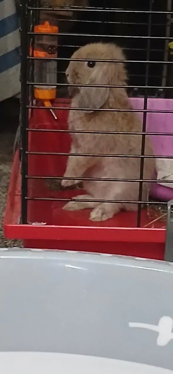 خرگوش لوپ باهمه وسایل و قفس|موش و خرگوش|اسلام‌شهر, باغ فیض|دیوار