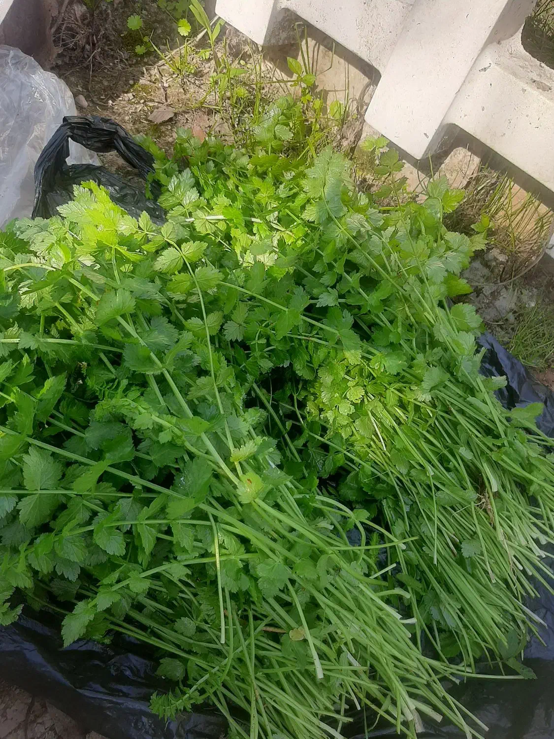 گیجا تازه|عمده‌فروشی|رشت, پاستوریزه|دیوار