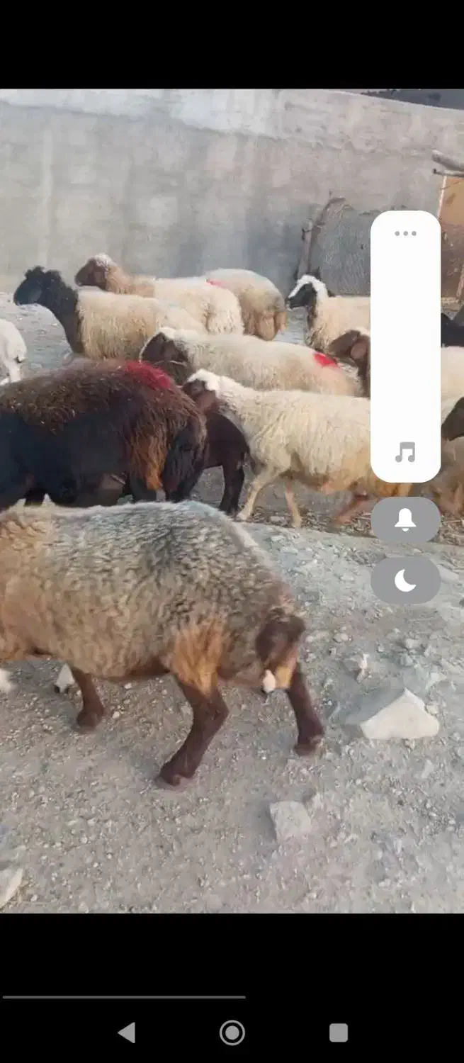 میش وبره|حیوانات مزرعه|کوهدشت, |دیوار