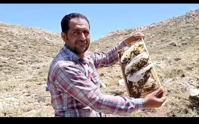 عسل طبیعی|خوردنی و آشامیدنی|ارمند, |دیوار