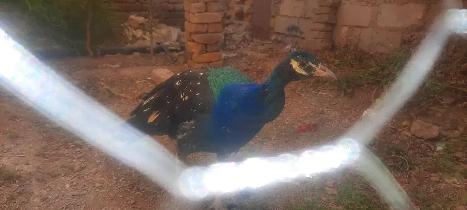 فروش یک دونه طاوس نر نژادهندی ابی|پرنده|گیان, |دیوار