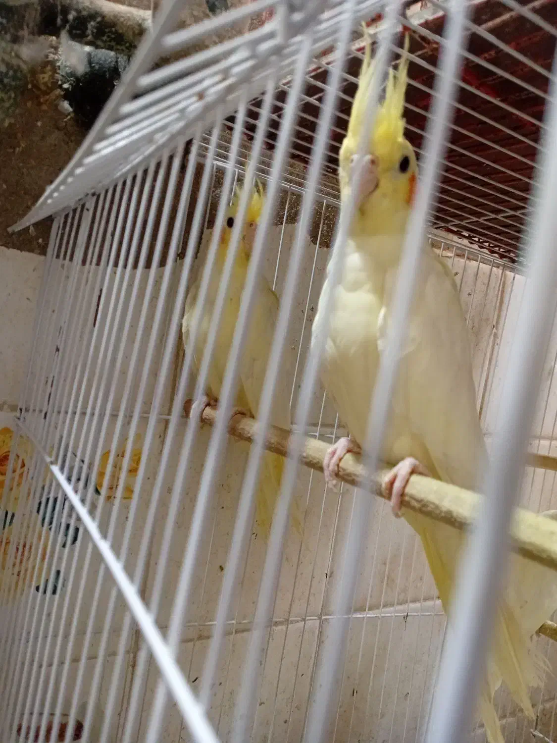 عروس هلندی|پرنده|مسجد سلیمان, |دیوار