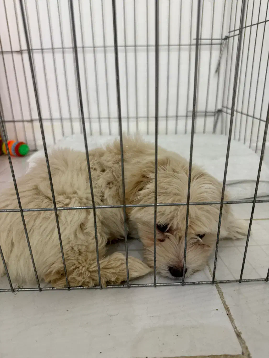 سگ شیتزو مالتیز|سگ|خرمآباد, |دیوار