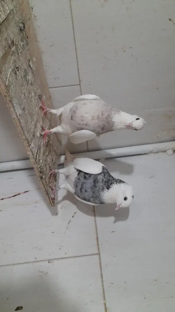 جفت الماس|پرنده|پیشوا, |دیوار