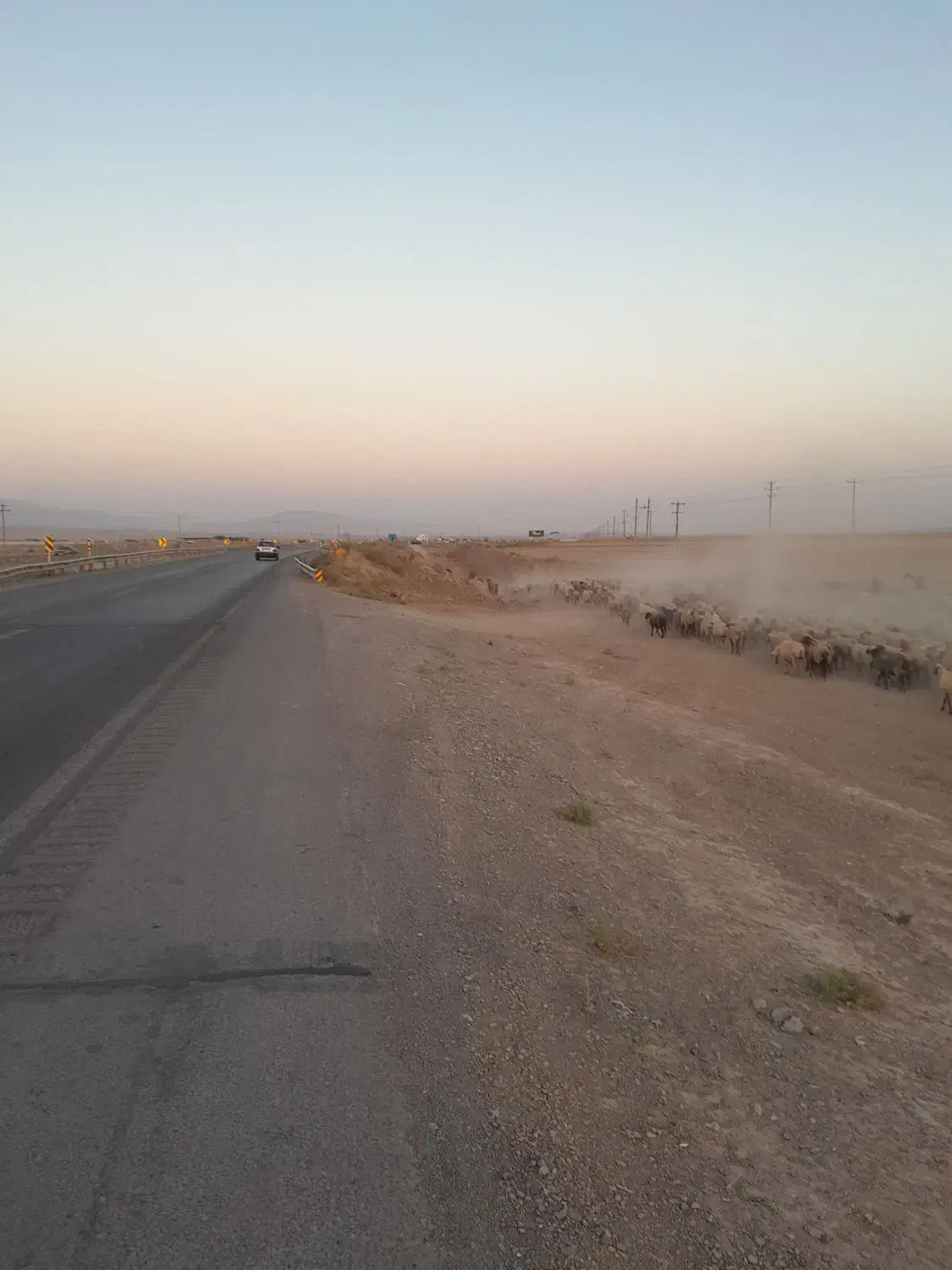 سگ زرد|حیوانات|شیروان (خراسان), |دیوار