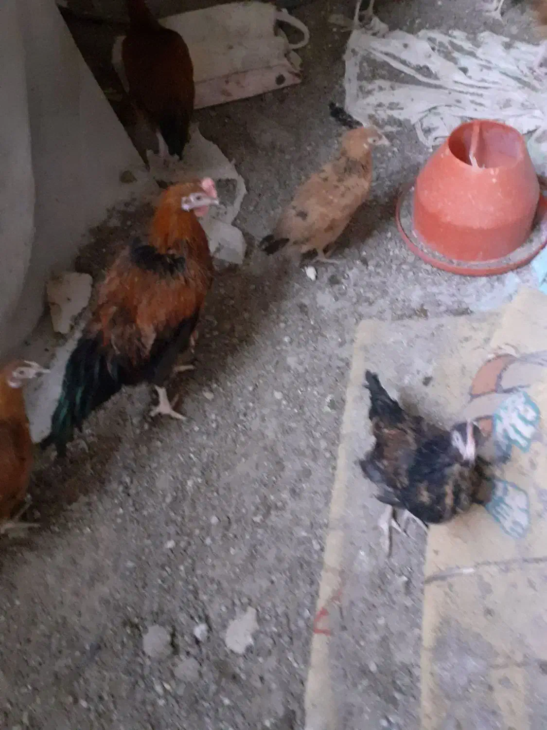 مرغ خروس ۶ ماهه|حیوانات مزرعه|مشهد, امیرآباد|دیوار