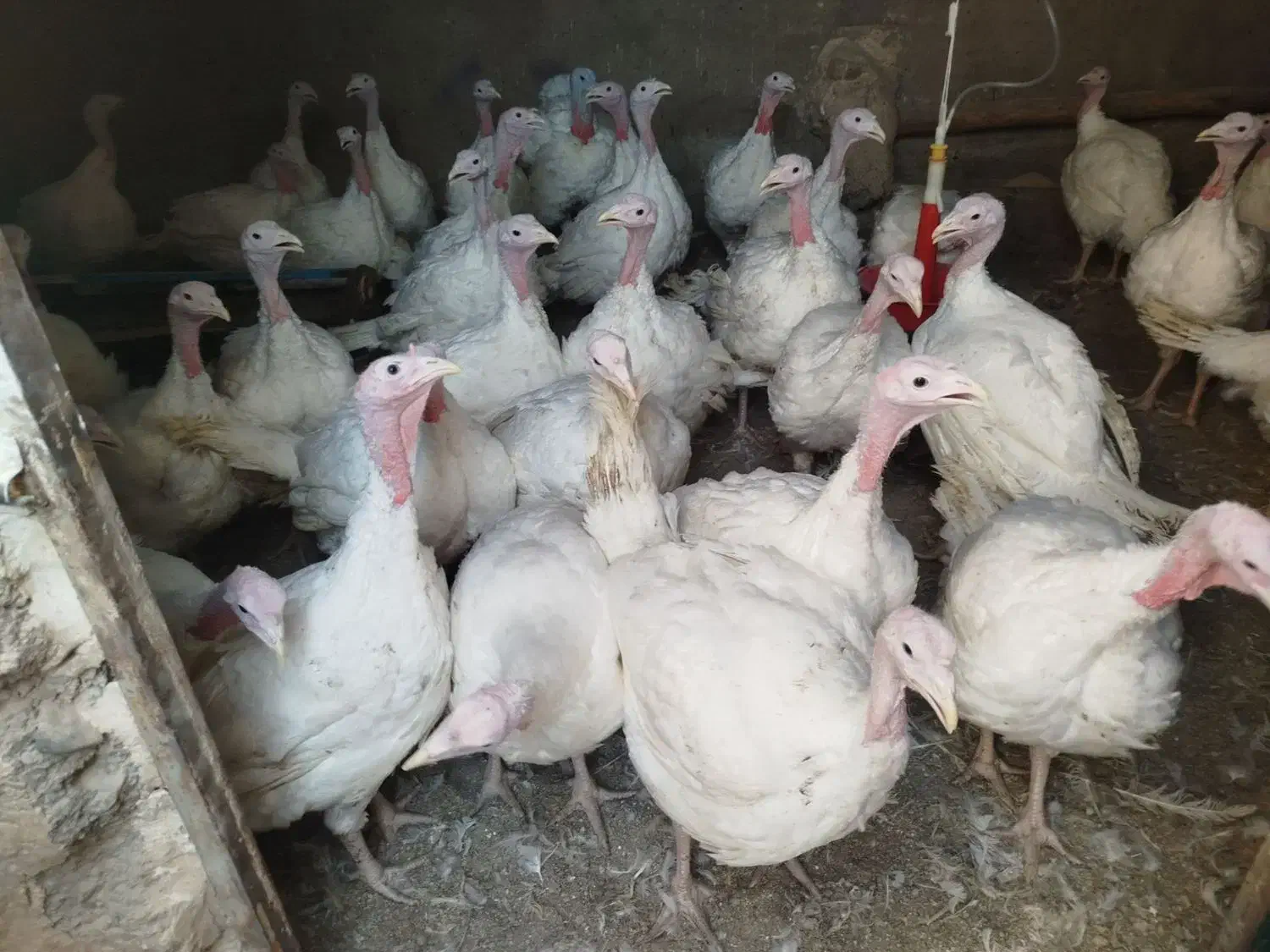 بوقلمون گوشتی (بیوتی)|حیوانات مزرعه|زیرکوه, |دیوار