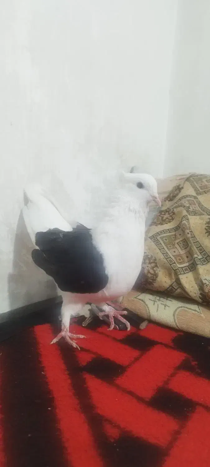 ماده پشت سیاه عطیقه فوق درشت ...۷&۹|پرنده|آبگرم, |دیوار