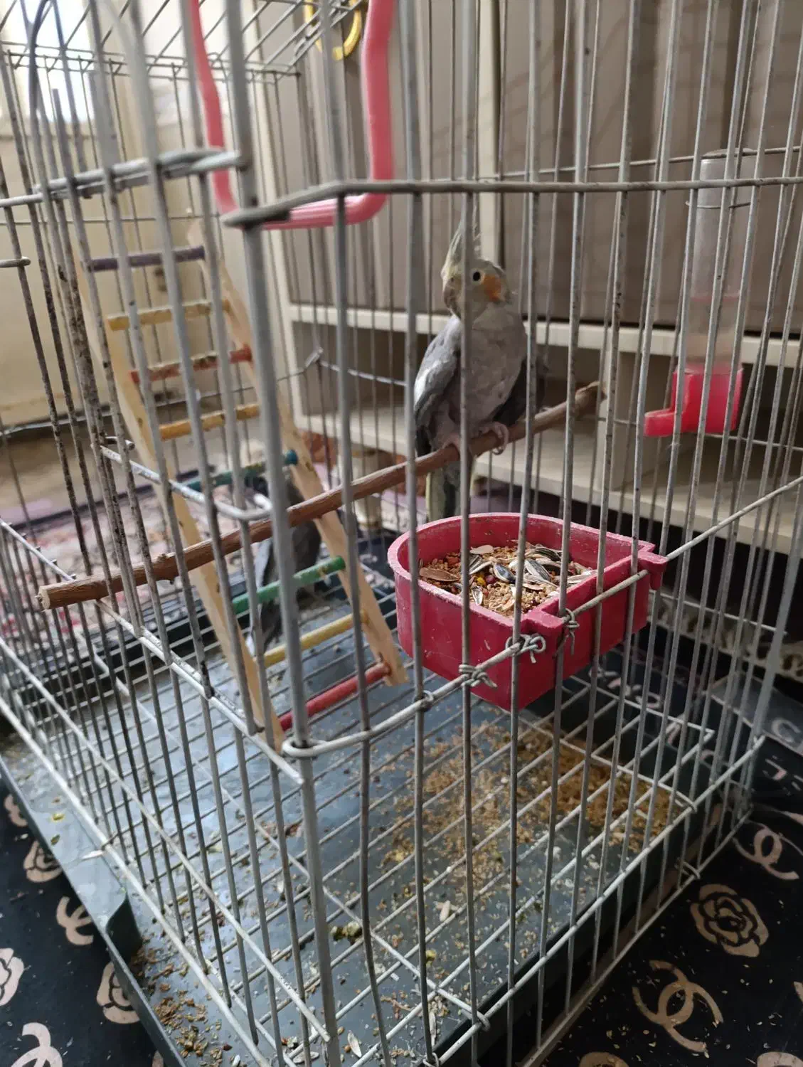 پرنده عروس هلندی|پرنده|شیراز, شهرک کوشکک|دیوار