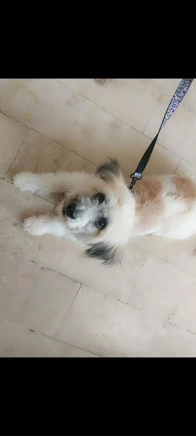 واگزاری سگ شیتزو|سگ|سلماس, |دیوار