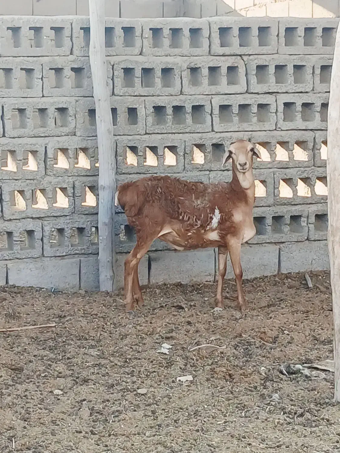 بره برشن سن ۸ماه|حیوانات مزرعه|مهران (هرمزگان), |دیوار