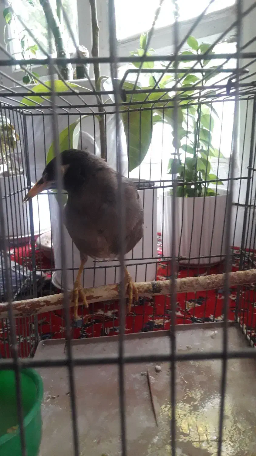 مینا|پرنده|اصفهان, سرچشمه|دیوار