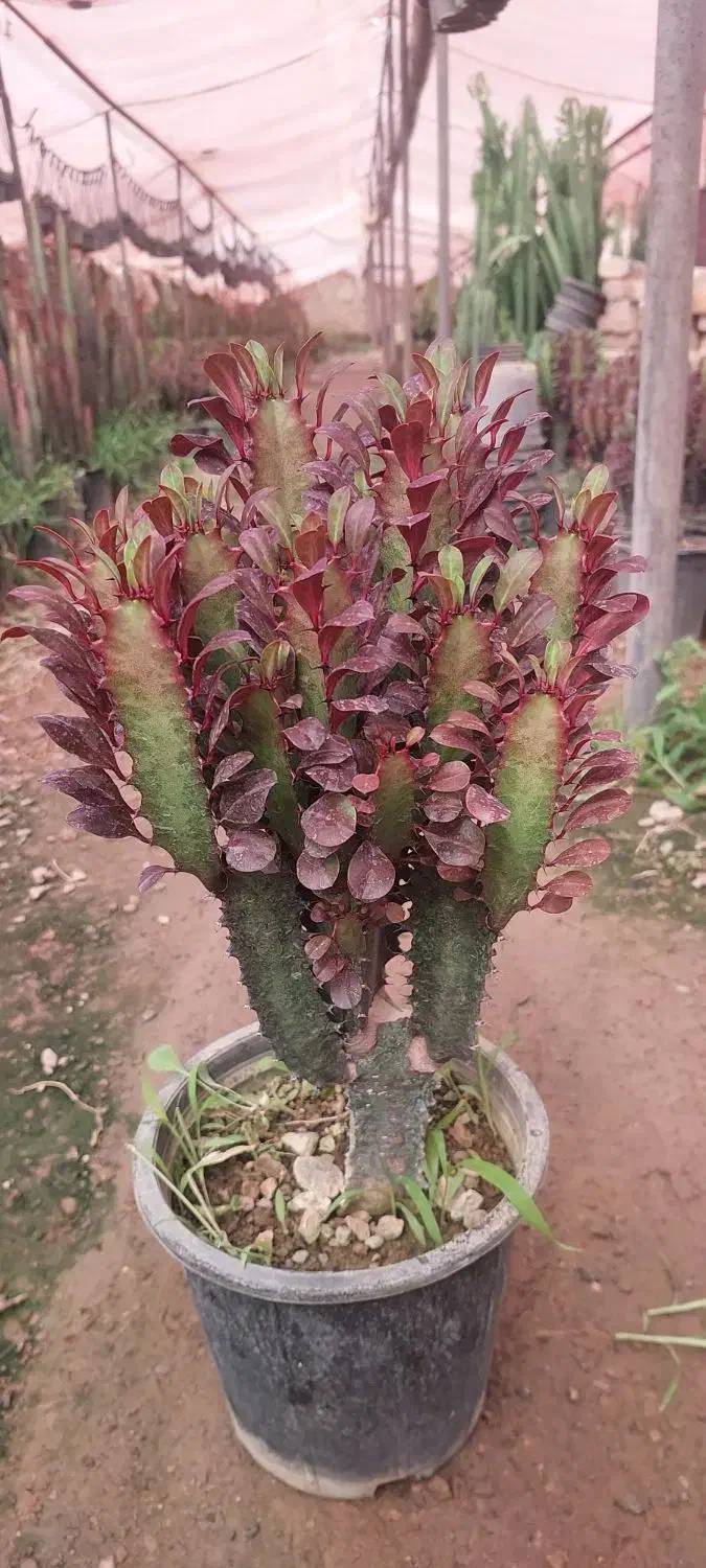 افوربیا|گل و گیاه طبیعی|محلات, |دیوار