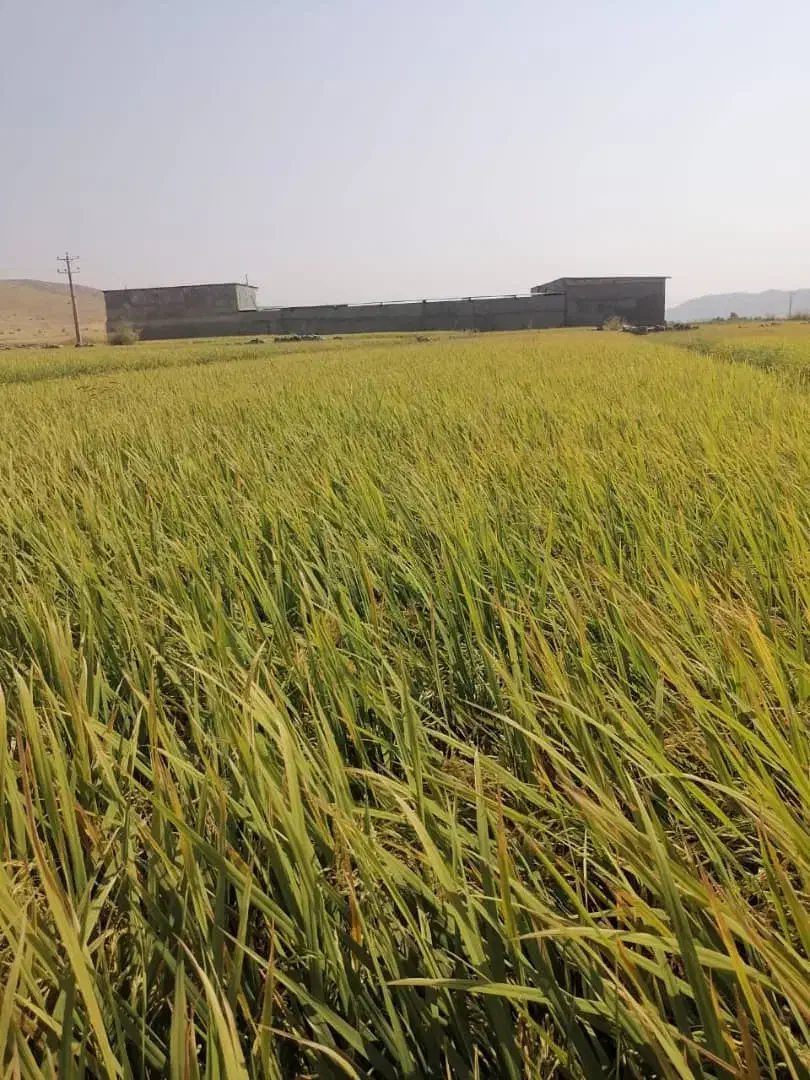 چلتوک|خوردنی و آشامیدنی|باشت, |دیوار